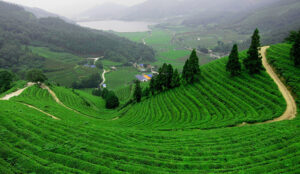 Top 10 món ăn không nên bỏ qua khi du lịch Thái Nguyên  
