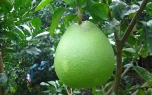 Top 10 món ăn nổi tiếng không nên bỏ qua khi du lịch Vĩnh Long  