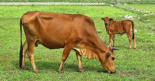 Top 10 bài văn mẫu tả con bê ở nhà em hay nhất  
