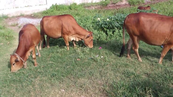Top 10 bài văn mẫu tả con bê ở nhà em hay nhất  