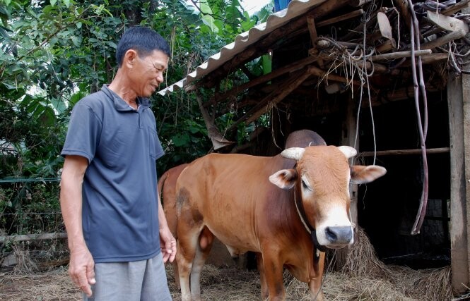 Top 10 bài văn mẫu tả con bò ở nhà em hay nhất cho học sinh  