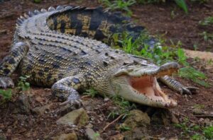 Top 10 bài văn mẫu tả con cá sấu trong sở thú hay nhất  