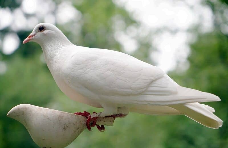 Top 10 bài văn mẫu tả con chim bồ câu ở nhà em hay nhất cho học sinh  