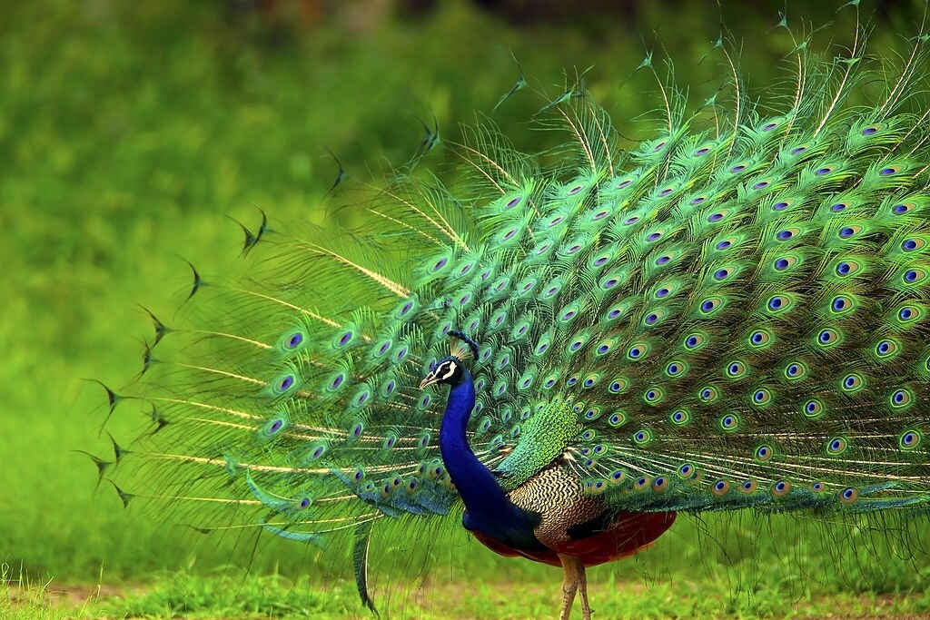 Top 10 bài văn mẫu tả con chim công trong sở thú hay nhất  