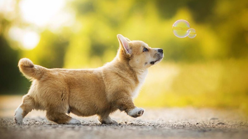 Top 10 bài văn mẫu tả con chó ở nhà em hay nhất  