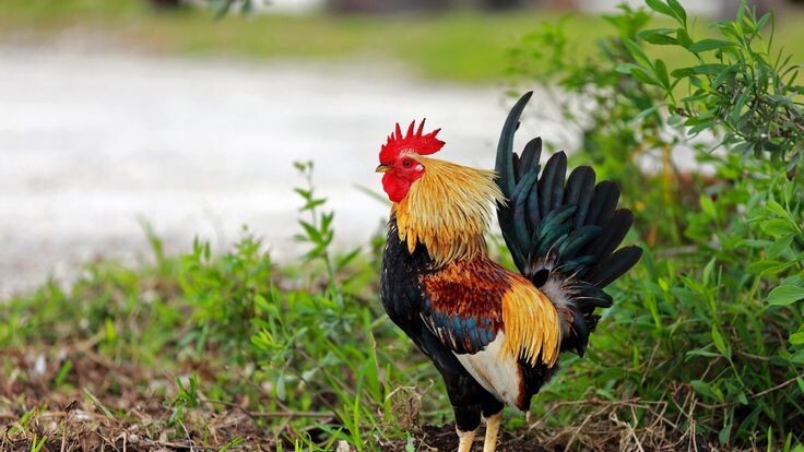 Top 10 bài văn mẫu tả con gà trống ở nhà em hay nhất  