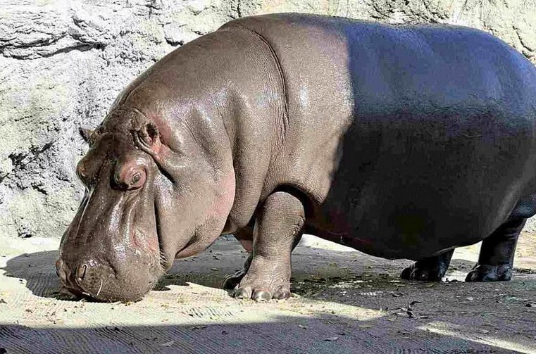 Top 10 bài văn mẫu tả con hà mã trong sở thú hay nhất  