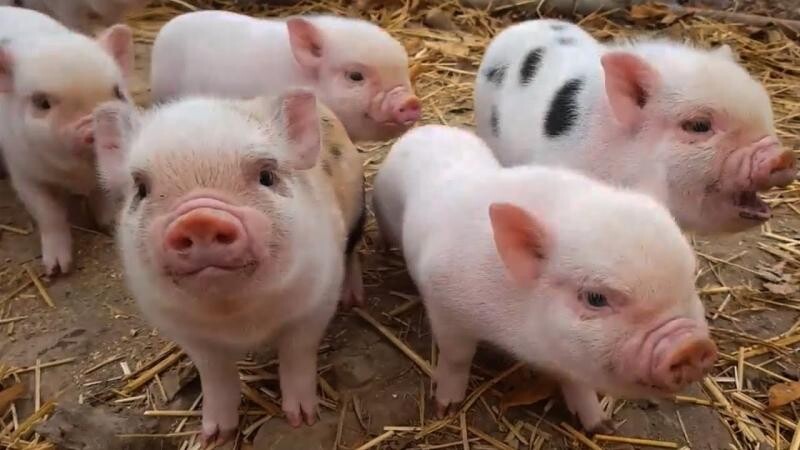 Top 10 bài văn mẫu tả con heo ở nhà em hay nhất cho học sinh  