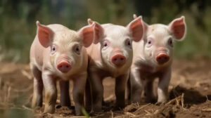 Top 10 bài văn mẫu tả con lợn ở nhà em hoặc nhà hàng xóm  