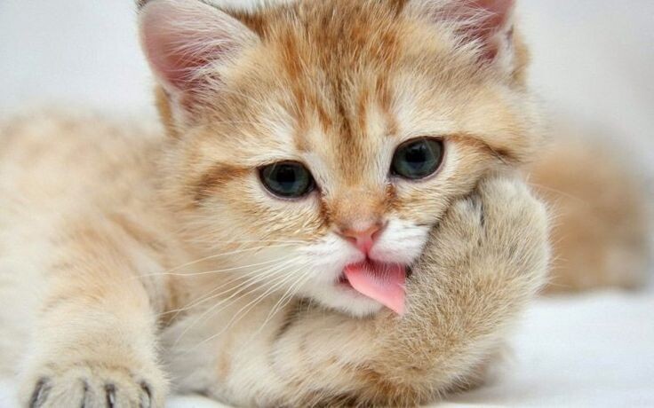 Top 10 bài văn mẫu tả con mèo ở nhà em hay nhất  