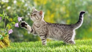 Top 10 bài văn mẫu tả con mèo ở nhà em hay nhất  