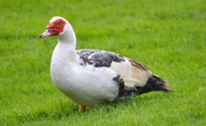 Top 10 bài văn mẫu tả con ngan ở nhà em hay nhất cho học sinh  