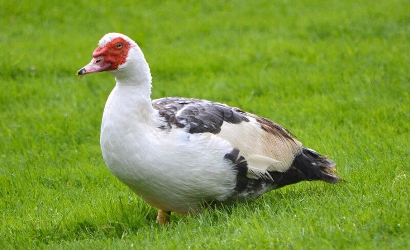 Top 10 bài văn mẫu tả con ngan ở nhà em hay nhất cho học sinh  