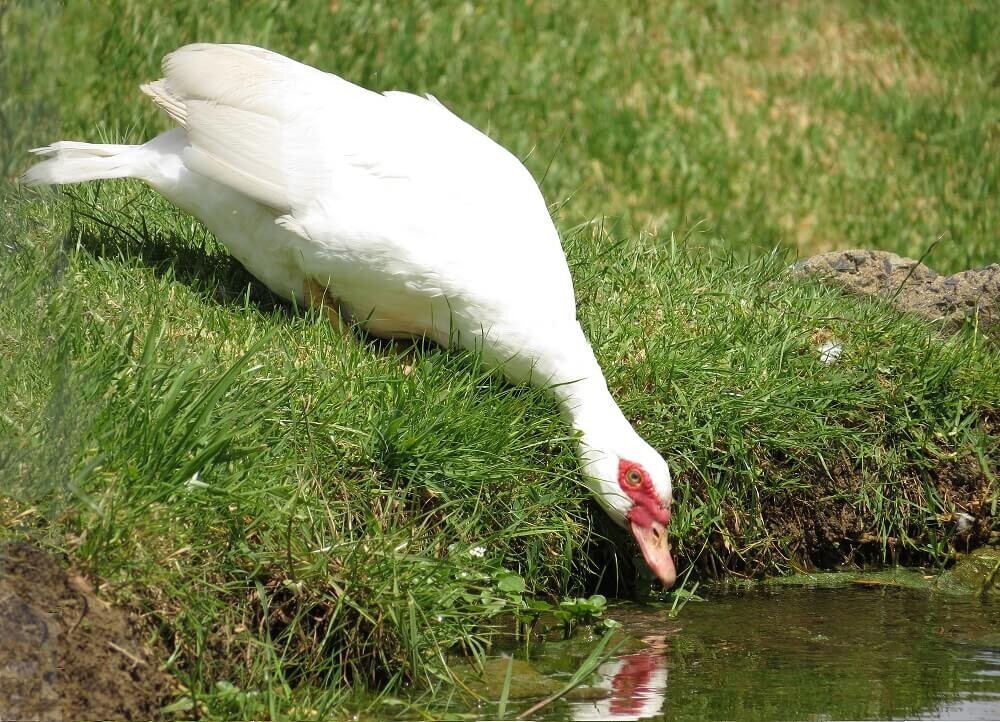 Top 10 bài văn mẫu tả con ngan ở nhà em hay nhất cho học sinh  