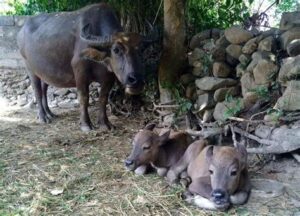 Top 10 bài văn mẫu tả con nghé ở nhà em hay nhất  