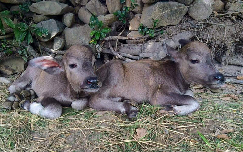 Top 10 bài văn mẫu tả con nghé ở nhà em hay nhất  