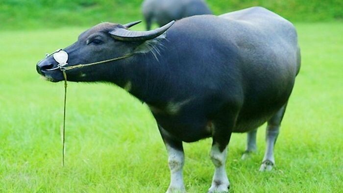 Top 10 bài văn mẫu tả con trâu ở nhà em hay nhất  