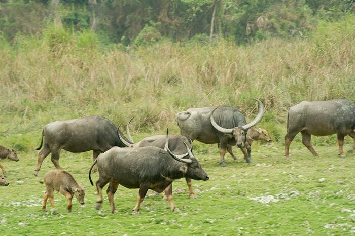Top 10 bài văn mẫu tả con trâu ở nhà em hay nhất  