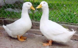 Top 10 bài văn mẫu tả con vịt ở nhà em hay nhất  