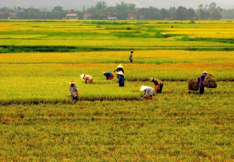 Top 10 bài văn mẫu tả người lao động bình dị hay nhất  