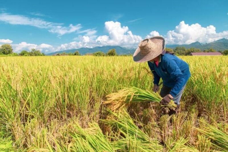 Top 10 bài văn mẫu tả người lao động bình dị hay nhất  
