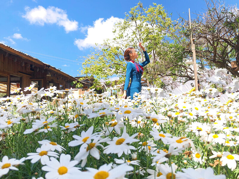 Top 10 địa điểm chụp ảnh cúc họa mi ở Hà Nội đẹp mê ly  